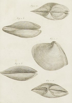 Lot 149 - HENRI JOSEPH REDOUTÉ (BELGIAN, 1766-1852) (8)