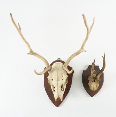 Lot 593 - TAXIDERMY: A FALLOW DEER TROPHY (2)