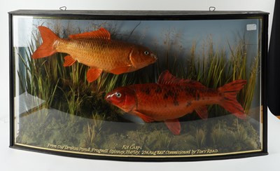 Lot 644 - TAXIDERMY: TWO KOI CARP IN CASE